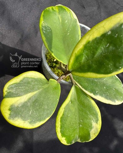 Hoya obovata 'Amelia' (Albovariegata)
