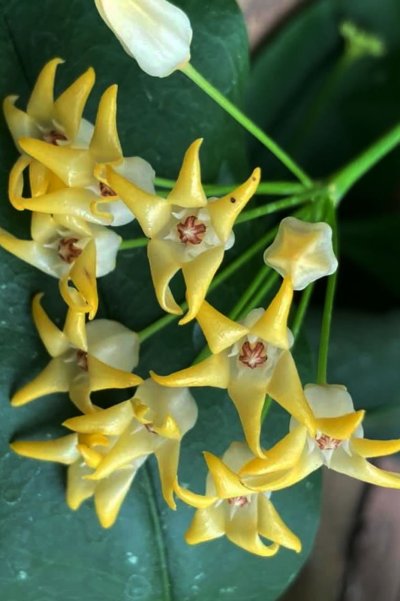 Hoya_occultata