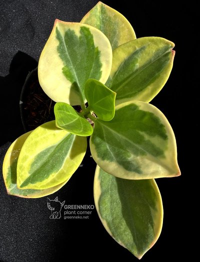 Hoya pachyclada (Albomarginata)