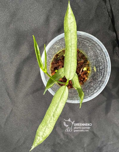 Hoya pandurata (Silver Splash)