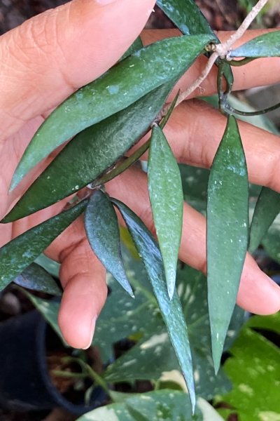 Hoya parviflora (long lanciolate leaves, Krabi Southern Thai)