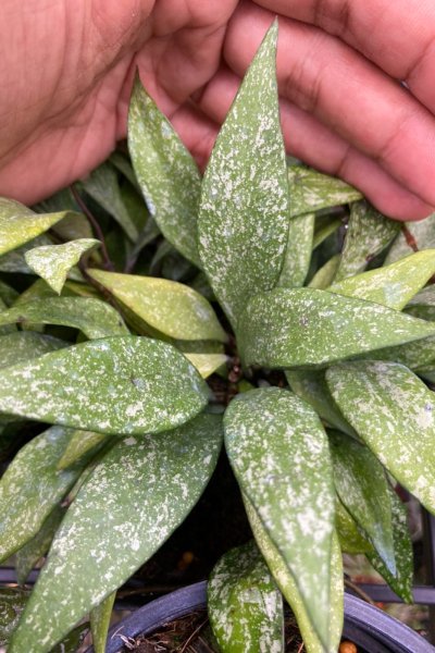 Hoya parviflora (splash)