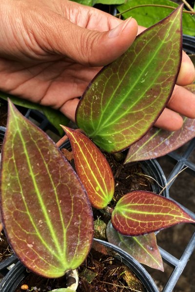 Hoya pottsii (red leaves)
