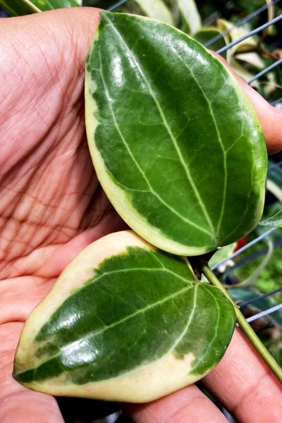 Hoya quinquenervia 'Little Plu'