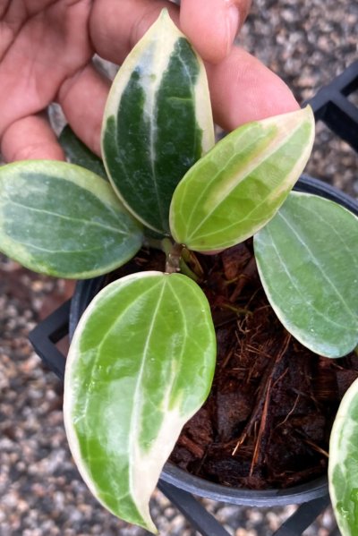 Hoya quinquenervia 'Little Plu'