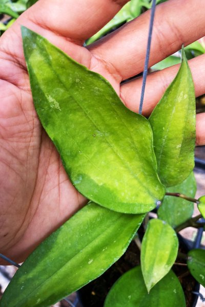 Hoya rigida (yellow variegated)