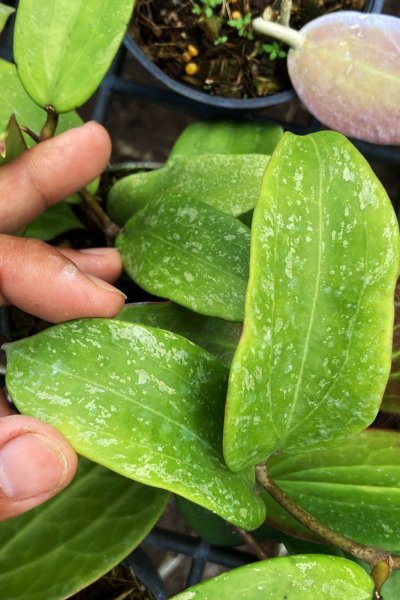 Hoya rigida (splash leaf)