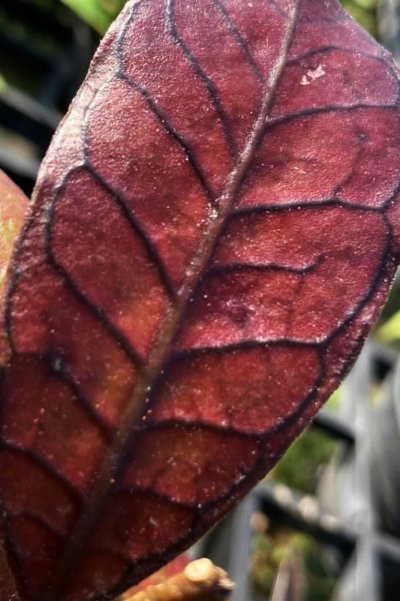 Hoya sp. (Gunang Gading)