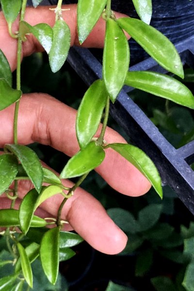 Hoya sp. (PG-04)