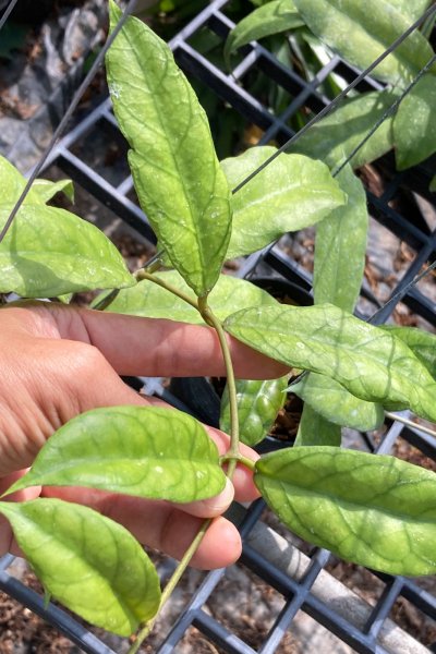Hoya sp. (aff.meledithii, long leaves)