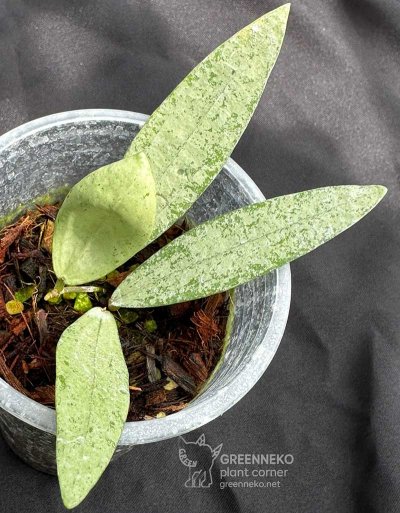 Hoya sp. (Bengkulu Silver)