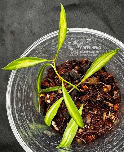 Hoya tsangii (Variegated)