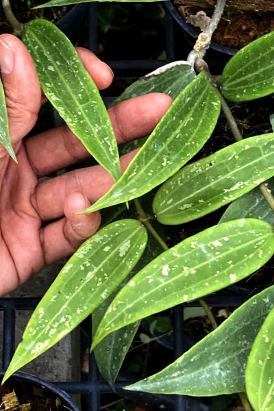 Hoya verticillata (Loei, Northern Thai)