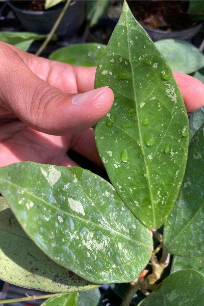 Hoya verticillata (yellow flowers/ splash leaf)