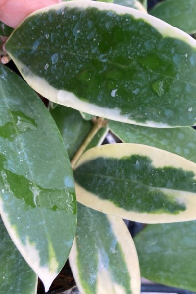 Hoya verticillata (albomarginata)