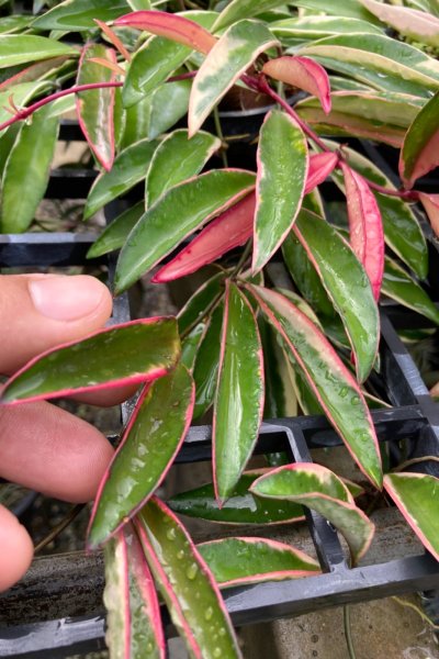 Hoya wayetii (Albomarginata)
