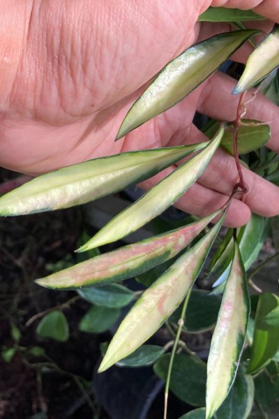 Hoya wayetii (variegated)
