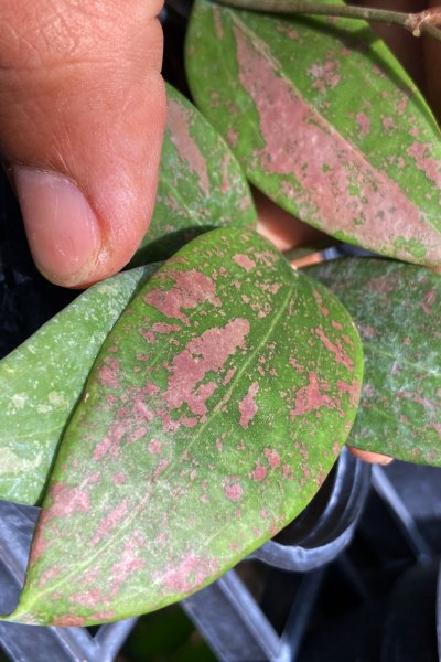 Hoya_wiburgiae  (Pink splash)