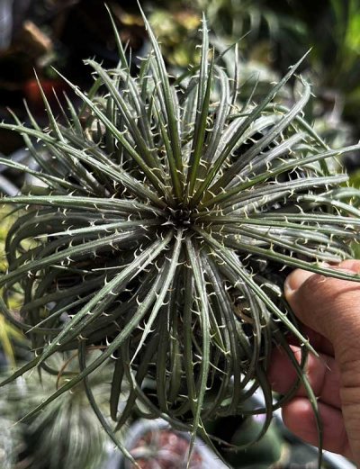 Dyckia Hybrid PLD
