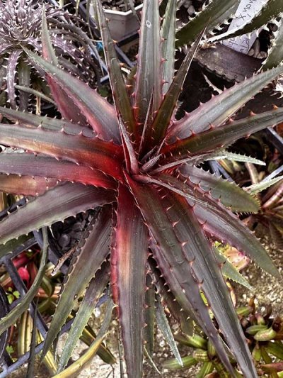Dyckia 'Siamese Twilight'