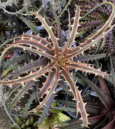 Dyckia 'Samed Rtp'