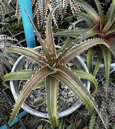 Dyckia 'Satith'