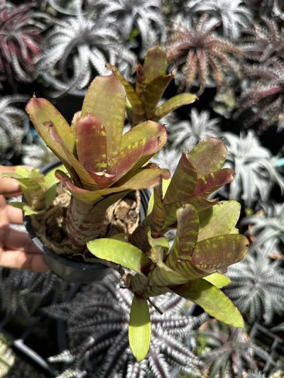 Neoregelia Hybrid GPxLL