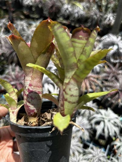 Neoregelia Hybrid GPxLL