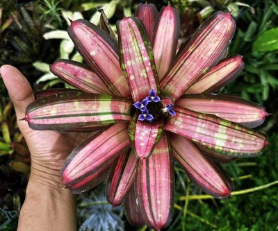 Neoregelia Hybrid MSPxMamoDwf