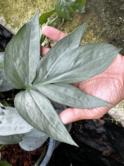 Amydrium medium 'Silver'