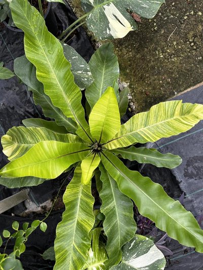 Asplenium nidus (variegated)