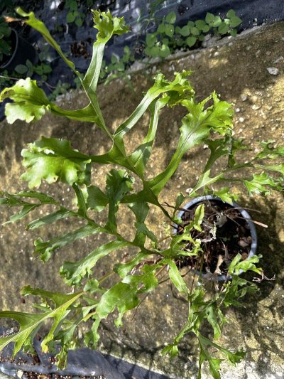 Drynaria 'Royal Crown'
