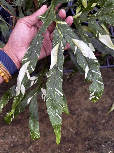 Drynaria quercifolia (variegated)