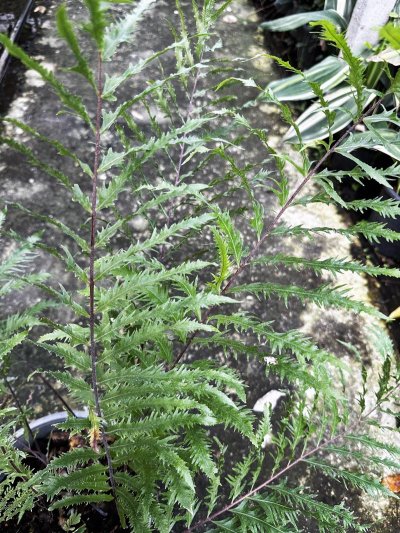 Drynaria rigidula 'Whitei'