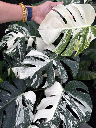 Monstera borsigiana 'Albo'