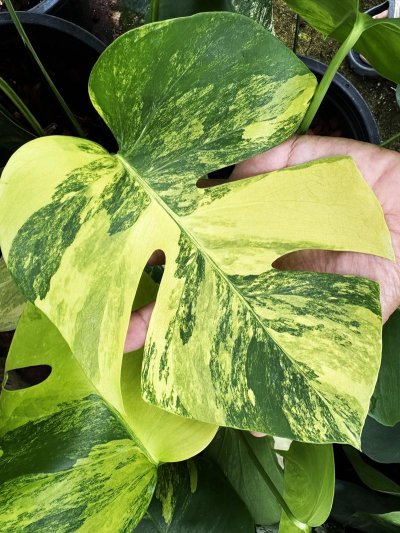 Monstera borsigiana 'Aurea'