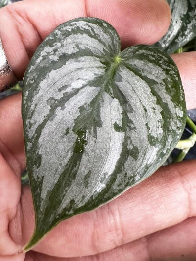 Philodendron brandtianum