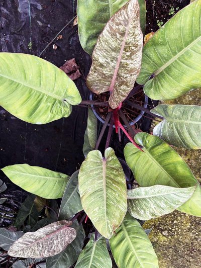 Philodendron 'Chocolate Caramel'