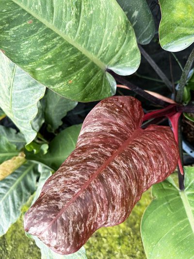 Philodendron 'Chocolate Caramel'