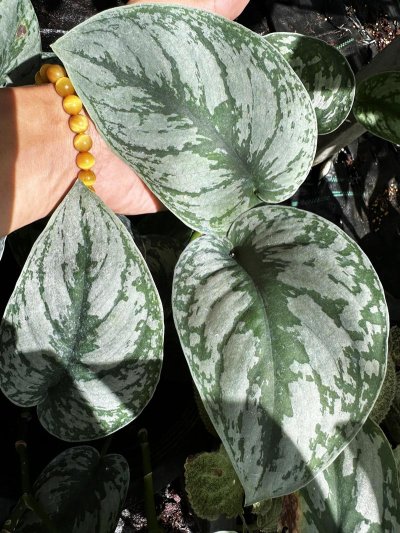 Scindapsus sp. (southern Thai Giant leaves)