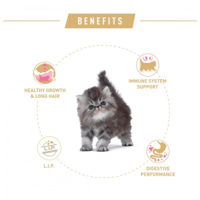 Royal Canin Kitten Persian
