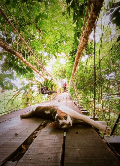 Zipline 1 Hour