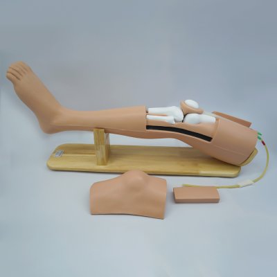 M031 หุ่นฝึกการเจาะน้ำข้อเข่า Knee  Aspiration  Simulator