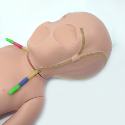 P011 หุ่นฝึกการให้สารน้ำทางศีรษะทารกแรกเกิด / Baby Head Intravenous Infusion Model