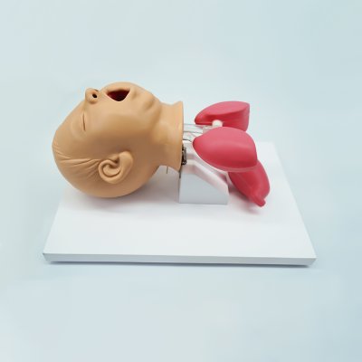 P016 หุ่นฝึกการใส่ท่อช่วยหายใจทารก  / Baby Airway Intubation Model