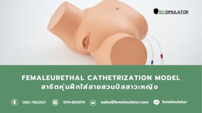 S004 หุ่นฝึกใส่สายสวนปัสสาวะหญิง (Urethral  Catheterization)