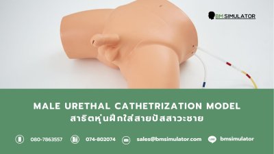 S003 หุ่นฝึกใส่สายสวนปัสสาวะชาย / Male  Urethral  Catheterization Model