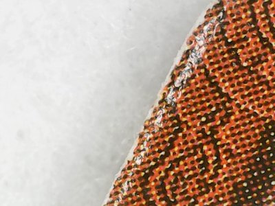 SN0069