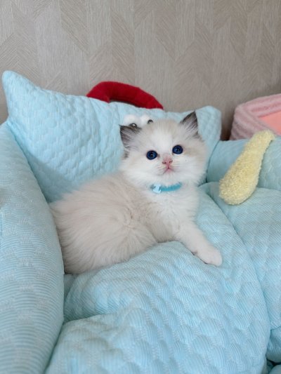 Firstragdoll