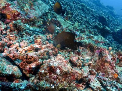 18-22 FEBRUARY 2022 North Andaman Liveaboard